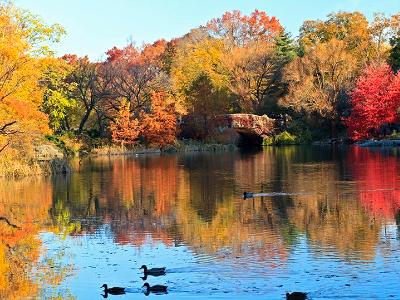 Central Park Pond Ducks