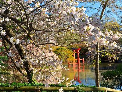 BBG Cherry Blossoms and Shrine