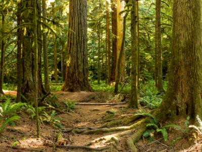 Cathedral Grove Giants Panorama