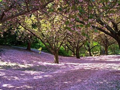 Cherry Lane Panorama