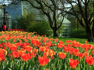 Tulips @ BBG