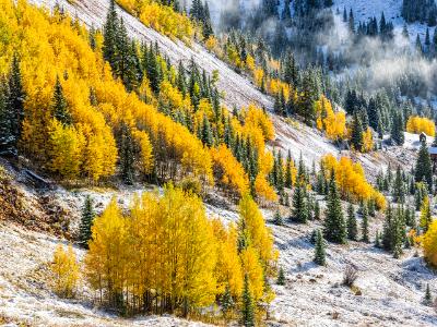 Aspen and Evergreen Foggy Mountainside