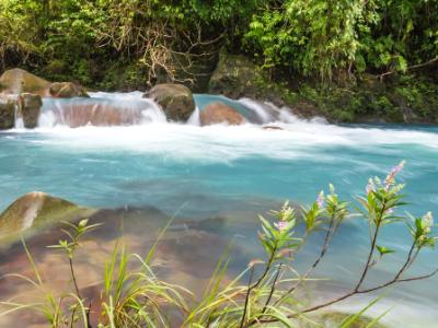 Blue River and Pink Flowers