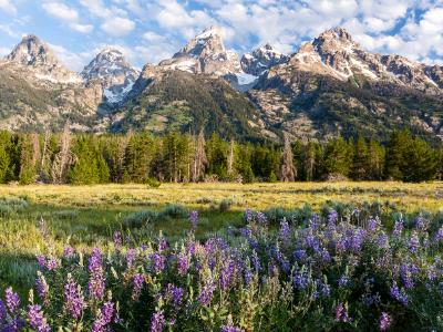 Grand Teton Lupine