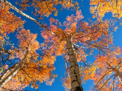 Colorful Aspen Treetops