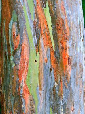 Rainbow Eucalyptus Bark