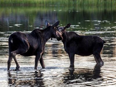 Mother and Son Moose Moment