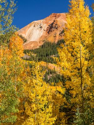 Red Mountain Aspens Vertiucal Panorama (click for full height)
