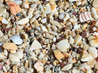 Playa Conchal Shells