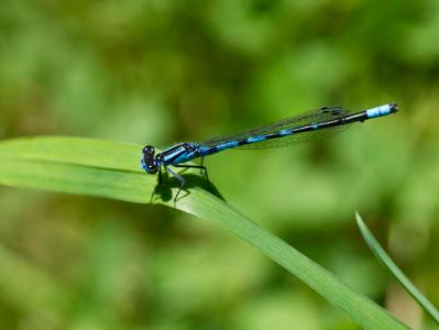 Dragonfly Close-up