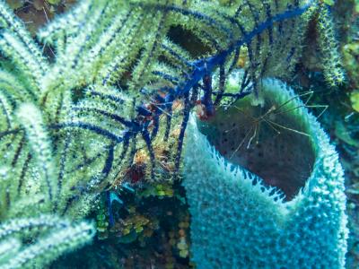 Arrow Crab on Blue Tube Sponge