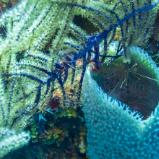 Arrow Crab on Blue Tube Sponge
