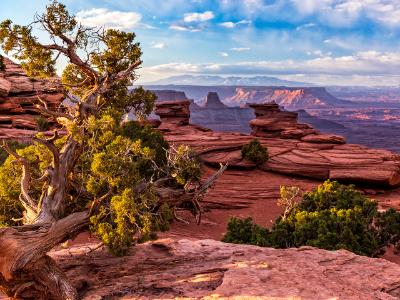 Juniper Tree Layered View