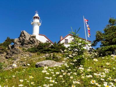 Rocky Harbour Head Light & Daisies