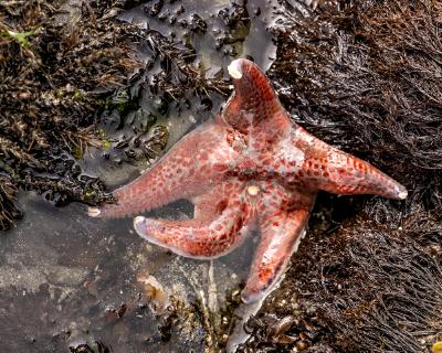 Starfish Bathing