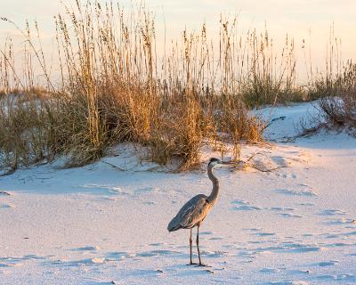 Great Blue Heron Amidst the Dunes