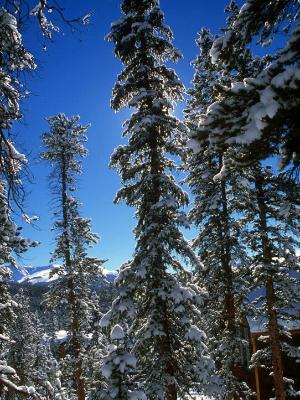 Colorado Tall Trees