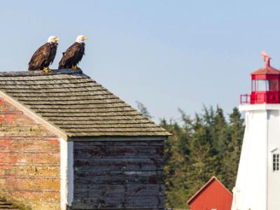 Rooftop Eagles