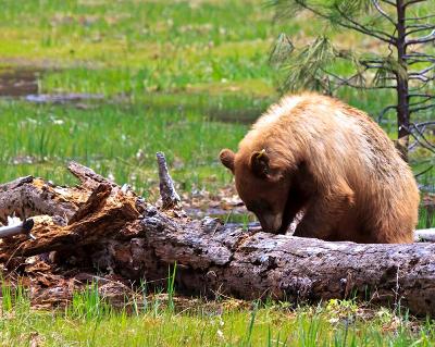 Yosemite Black Bear 