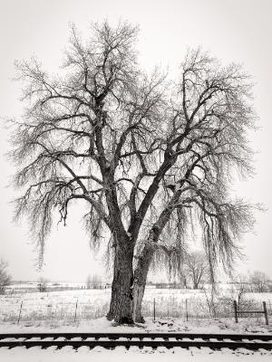 Broomfield Tracks and Cottonwood Tree