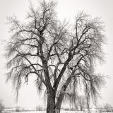 Broomfield Tracks and Cottonwood Tree