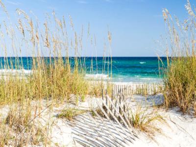 Dune Fence and Sea Oats at Pensacola Beach