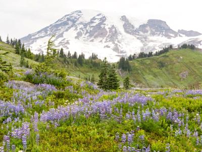 Mt. Ranier Lupine Hillside