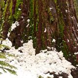Sequoia Snow