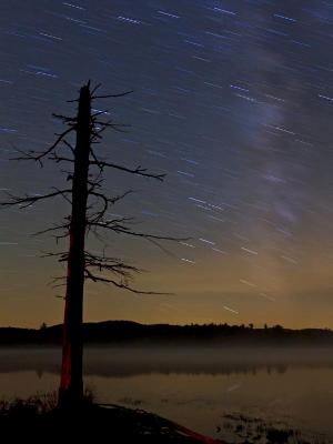 Tree Silhouette, Milky way and Star Trails