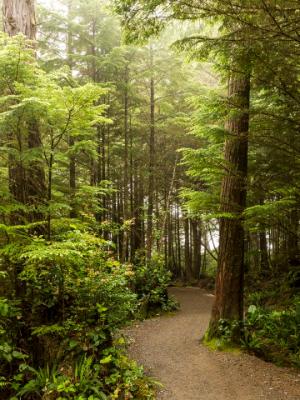 Foggy Morning on the Wild Pacific Trail