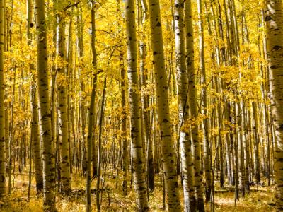 Autumn Aspen Grove