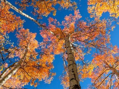 Colorful Aspen Treetops Colorful Aspen Treetops