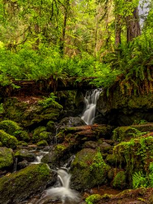 Trillium Falls Forest