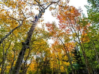 Crossroads Aspen Grove Sunburst