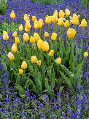 Yellow Tulips