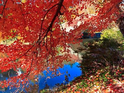 Central Park Red Leaf Umbrella