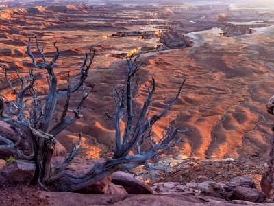 Green River Overlook Dead Juniper