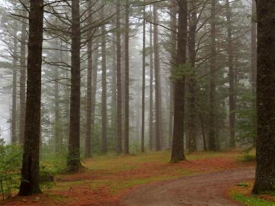 Yellow Pine Forest Fog