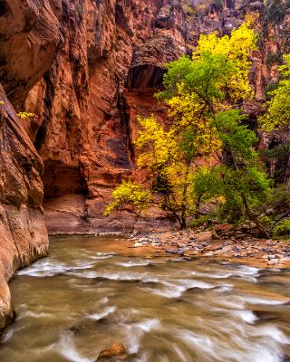 Red Cliff & Crossed Trees