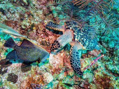 Hawksbill Sea Turtle and French Angelfish