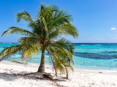 Spotts Beach Palm Tree