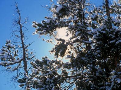 Crystal Trees