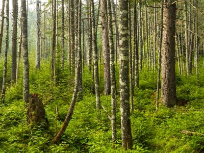 Adirondacks Evergreen Forest Panorama