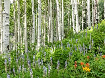 Aspen and Lupine Hillside