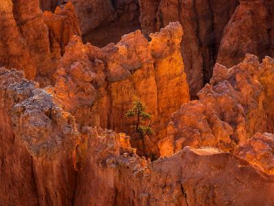 Lone Tree Surunded by Light