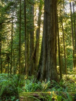 Giants Amidst the Ferns