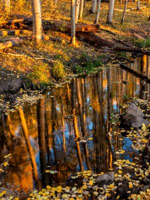 Aspen Grove Reflected