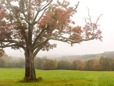 Red Maple and Misty Mountains