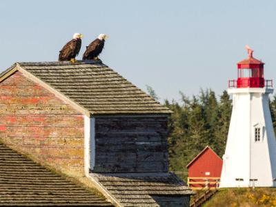 Watchful Eagles