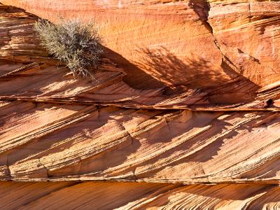 Shrub clings to Rock Layers